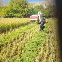 برنج دمسیاه بدون سمپاشی|خوردنی و آشامیدنی|درگز, |دیوار