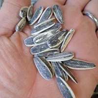 لوبیا چیتی و سفید خمین ارگانیک و خوشپخت|خوردنی و آشامیدنی|کاشان, فاز ۱ ناجی آباد|دیوار