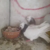 طوقی|پرنده|مسجد سلیمان, |دیوار