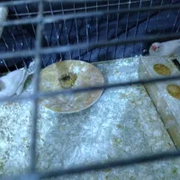 فنچ|حیوانات مزرعه|پاکدشت, شهرک امام رضا|دیوار