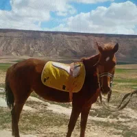 فروشی  معاوضه هم داریم