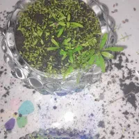 گیاه اکواریومی|ماهی|چابهار, |دیوار