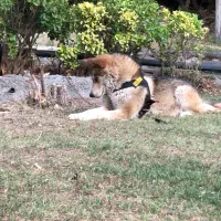 واگذاری سگ|سگ|رودهن, |دیوار