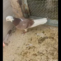 کبوترگم شده