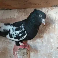 سینه ای