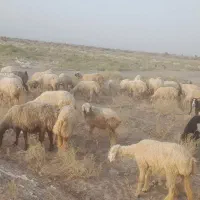 سلام گوسفند ترکی شیرازی اصیل دارم برای فروش|حیوانات مزرعه|رودبار (کرمان), |دیوار