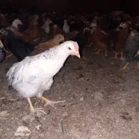 جوجه مرغ2ماهه گلپایگانی حراج واقعی دونه85|حیوانات مزرعه|شاهرود, |دیوار