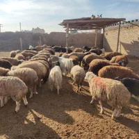 مرکز فروش گوسفند زنده بره نذری عقیقه ،ملک شهر|حیوانات مزرعه|اصفهان, ملکشهر|دیوار