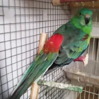 راهب ، اوازه خوان ،عروس ،گرینچک