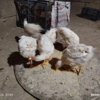جوجه رنگی