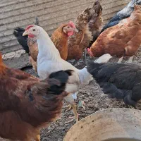مرغ.خروس|حیوانات مزرعه|منجیل, |دیوار