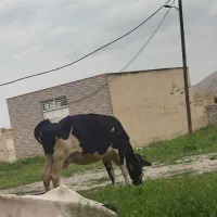 گاو و گوساله نر هلشتاین با س ماه ابستن