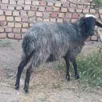 سلام فروش یک بره ماده نزاییده خوش سو