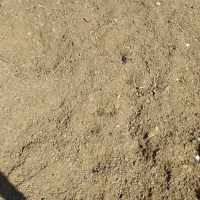 ارسال کوت حیوانی به سراسرکشور|خدمات باغبانی و درختکاری|زاغه, |دیوار