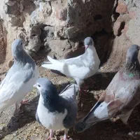 ساده|پرنده|طاغنکوه, |دیوار