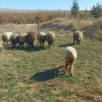 فروش میش داشتی.|حیوانات مزرعه|وردشت, |دیوار