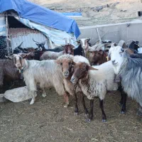 گوسفند و بز|حیوانات مزرعه|قزوین, |دیوار