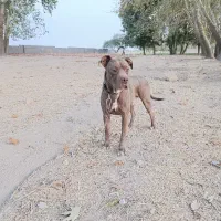 سگ پیتبول|سگ|بیضا, |دیوار