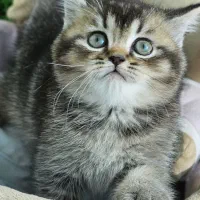 بریتیش لیلاک تخفیف خورده