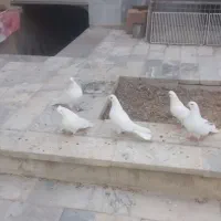 کبوتر سفیدچشونوک نوک ریز