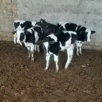 گاو گوساله|حیوانات مزرعه|مرودشت, رامجرد یک|دیوار