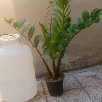 گل و گیاه