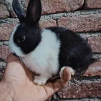 فروش خرگوش|موش و خرگوش|مریوان, |دیوار