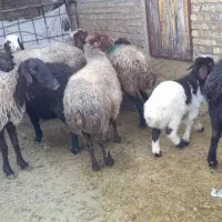 ۱۰راس میش بره|حیوانات مزرعه|بروجرد, |دیوار