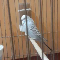 مرغ انگلیسی