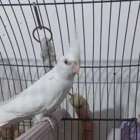 عروس هلندی آلبینو ماده