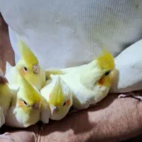 عروس هلندی کاملا اهلی فوق رام|پرنده|تبریز, |دیوار