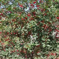 فروش ومعاوضه باغ با خودرو