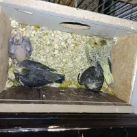 طوطی برزیلی و عروس هلندی|پرنده|میانه, |دیوار