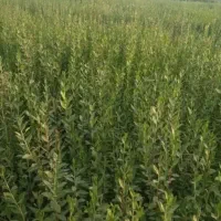 برگ حنا درجه یک|خوردنی و آشامیدنی|اصفهان, شاهزاده ابراهیم|دیوار