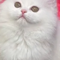 گربه فوق العاده زیبا و مهربان