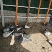 کفتر رنگی و دروگ|پرنده|لنجان, |دیوار