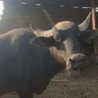 ۵عددگاومیش گم شدند|حیوانات|باوی, |دیوار