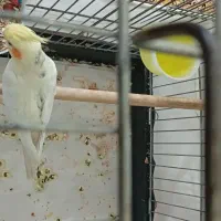 یک جفت مولد خاص