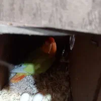 برزیلی مولد تضمینی