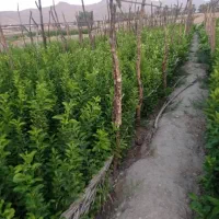 نهالستان رحمان نوری|خدمات باغبانی و درختکاری|خفر, |دیوار