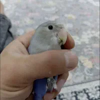 گمشده طوطی|حیوانات|مریوان, |دیوار