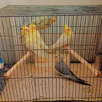 عروس هلندی|پرنده|قم, انصار‌الحسین|دیوار