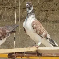 کفتر پرشی