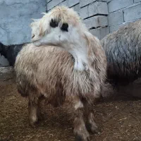 میش|حیوانات مزرعه|اردل, |دیوار