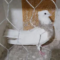 کبوتر طوقی آماده جفت نر و ماده