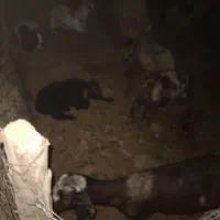 فروش تعدای بزغاله