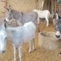 خر یا الاغ کله ی|حیوانات مزرعه|خمینی‌شهر, |دیوار