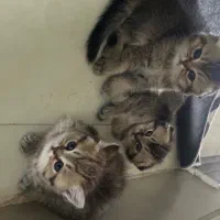 بچه گربه