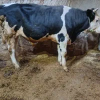 گوساله|حیوانات مزرعه|بروجرد, |دیوار