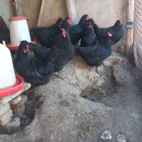 مرغ بلک استار